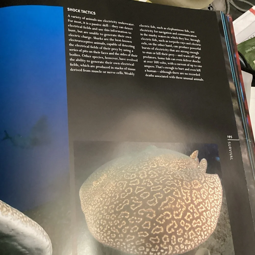 Reef 🪸 - Picture 4 of 7